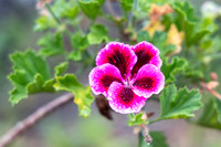 Flower in Galicia