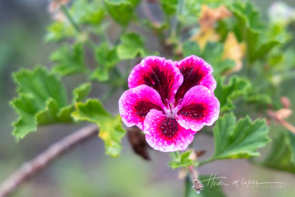 Flower in Galicia