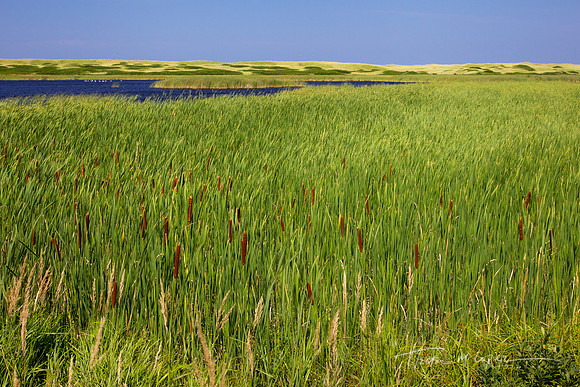 PEI Cattails and Coastal Marsh