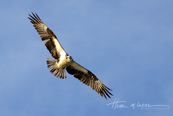 Osprey Approach