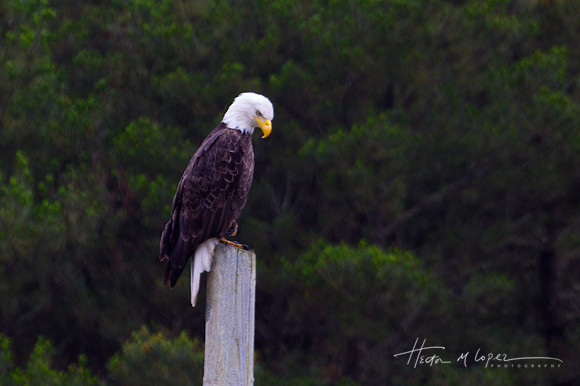 Pensive Eagle