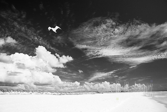 White Sand Gull