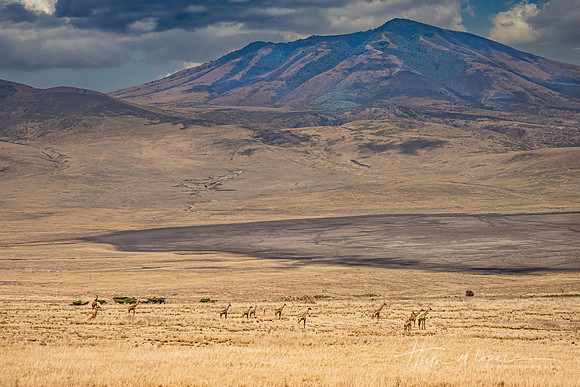 Tower of Giraffes in the Valley