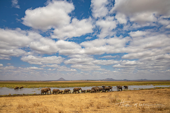 Elephants and Tarangire Hills