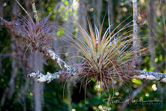 Airplants in Big Cypress