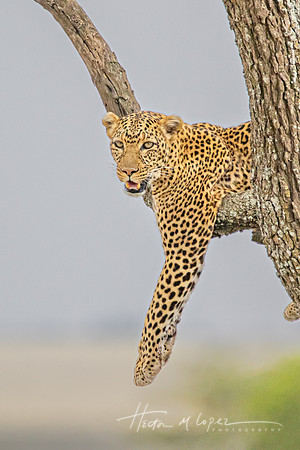 Perched