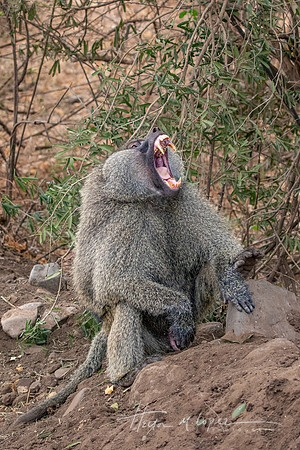Baboon Yawn