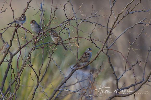 White Throated Sparrow