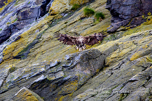 Sea Eagle Landing