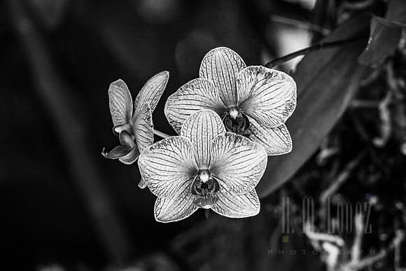 Orchids 2