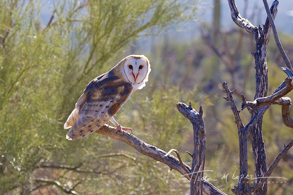 Owl Perched