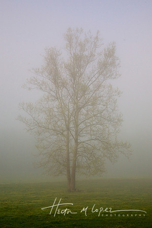 Tree in Fog, Cades Cove