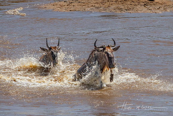 Swimming Wildebeest 2