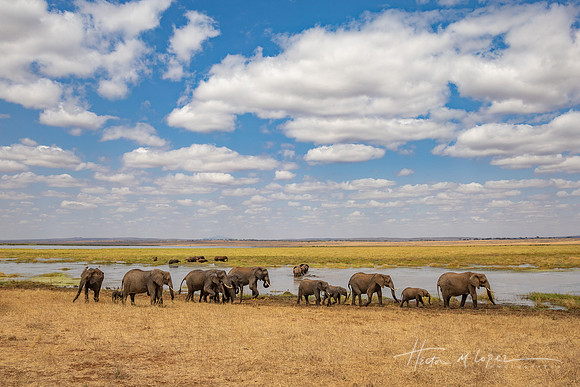 Elephant Parade