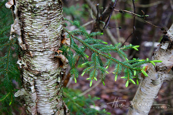 Young Pine Leaves