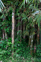 Elyunque-18