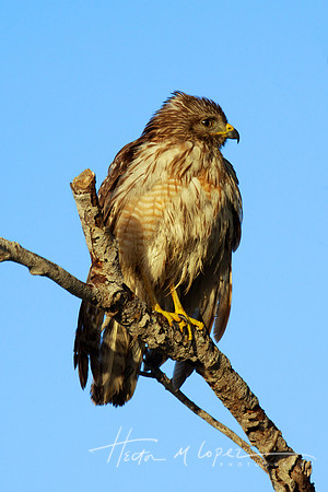 Juvenile Red Shouldered Hawk