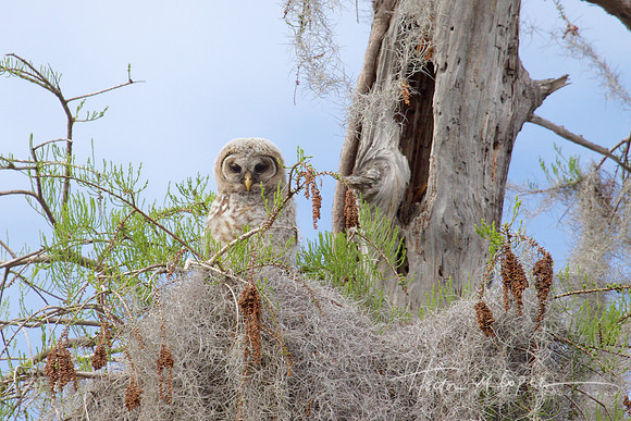 Baby Owl in Nest
