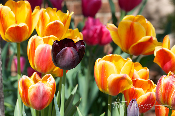 Black Tulip