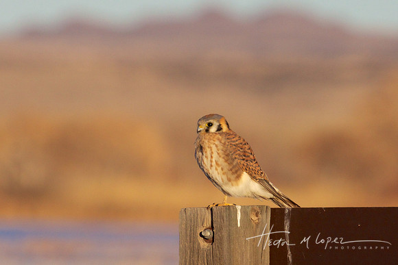 Kestrel