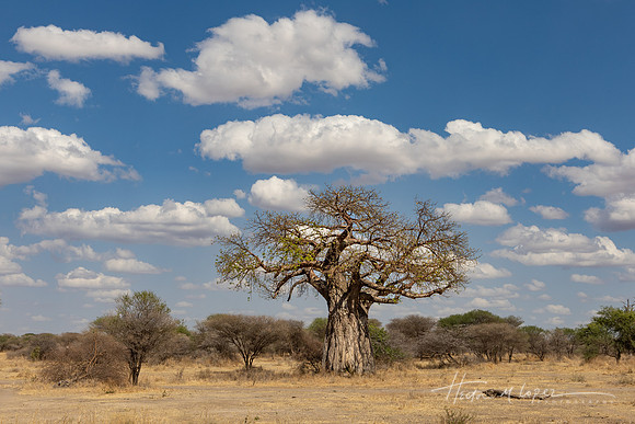 Baobab and Clouds