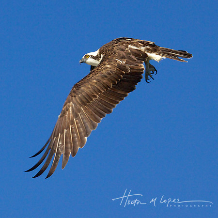 Osprey Wing