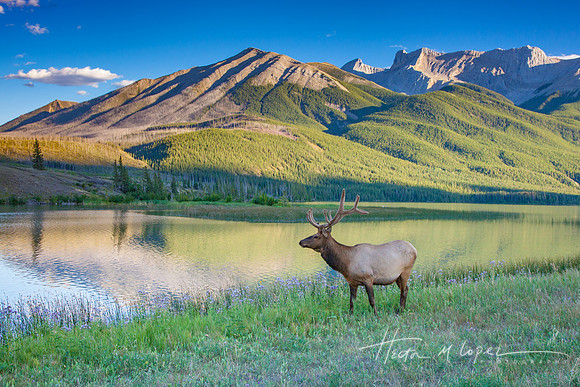 Athabasca Elk_