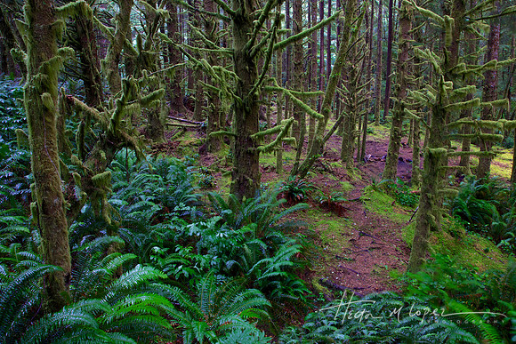 Oregon Coastal Forest