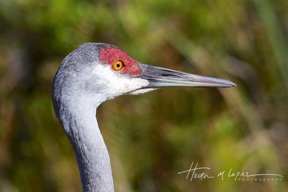 Sandhill Crane