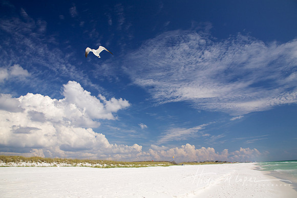 White Sand Gull