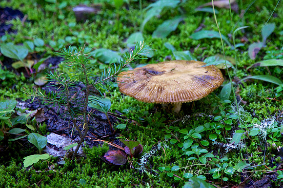 Mushroom
