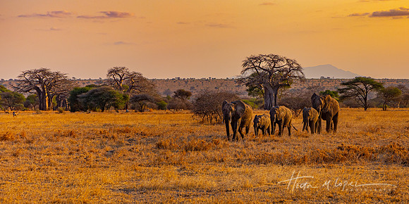 Evening Parade