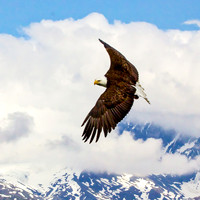 Eagle Turning_