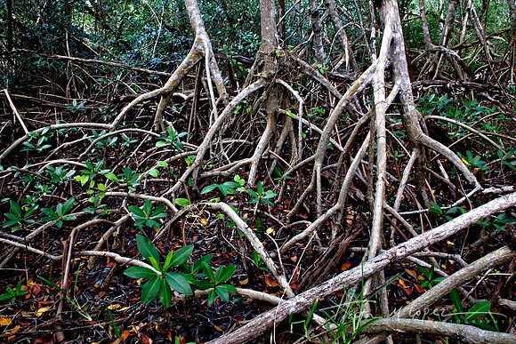 Mangrove Legs