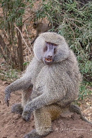 Baboon Smile