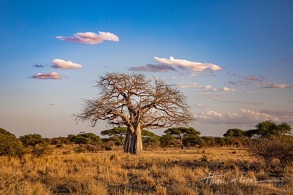 Baobab Morning