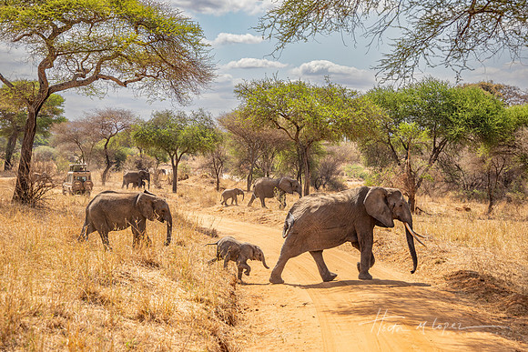 Elephant Crossing