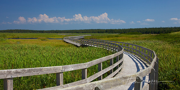 PEI Marsh