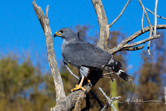 Grey Hawk Portrait