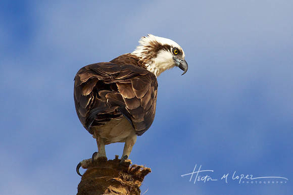 Osprey Schoolmaster