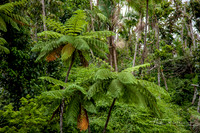 Elyunque-16