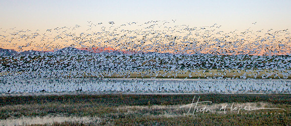 Snow Geese Mass Lift Off