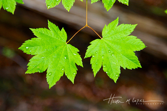 Two Leaves