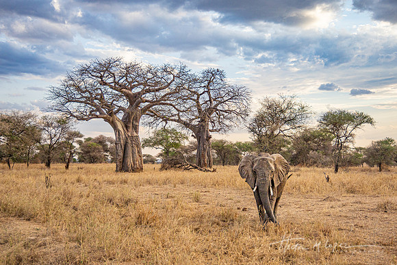 Baobabs and Elephant