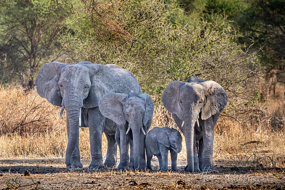 Family