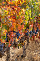 Rioja Harvest