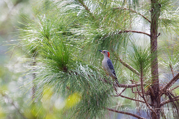 Pineland Woodpecker