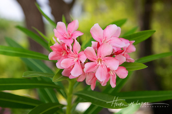 Pink Caribbean Bloom