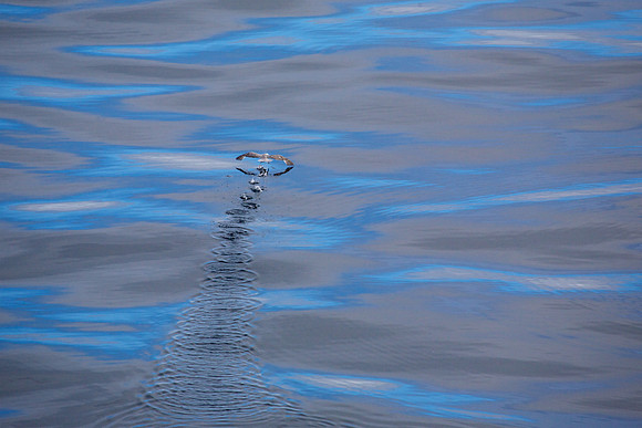 Bird on Blue