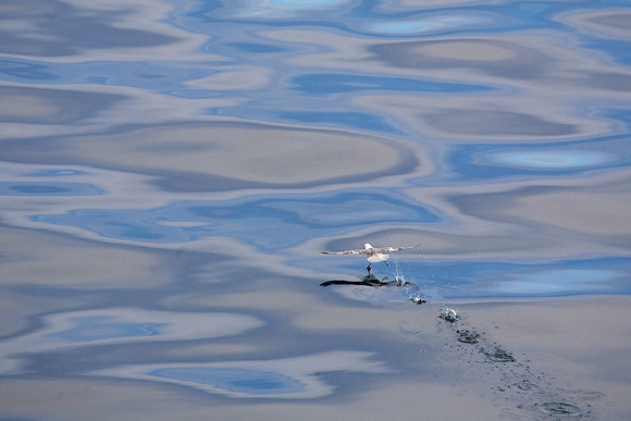 Bird Running in Arctic Ocean
